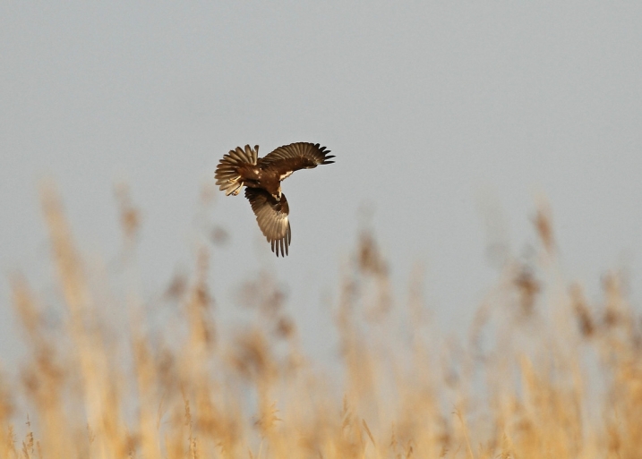 Marsh harrier flying above some reeds